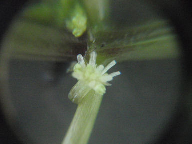 f:id:chuumeikun:20160719045124j:plain