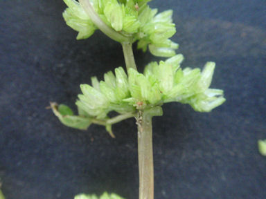 f:id:chuumeikun:20160719045140j:plain