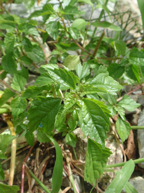 f:id:chuumeikun:20160719045154j:plain