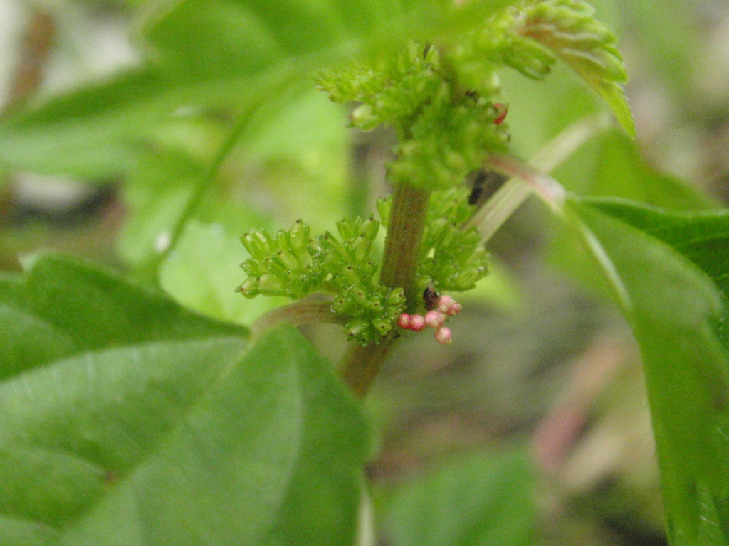 f:id:chuumeikun:20160719045211j:plain