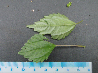 f:id:chuumeikun:20160719045358j:plain