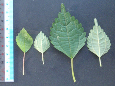 f:id:chuumeikun:20160719045602j:plain