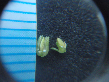 f:id:chuumeikun:20160719045638j:plain