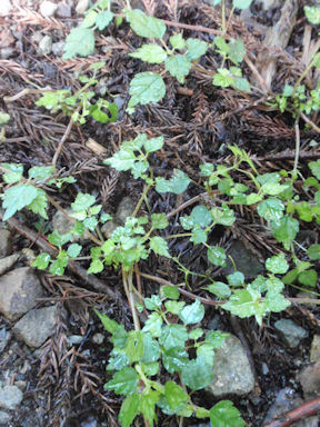 f:id:chuumeikun:20160719045700j:plain