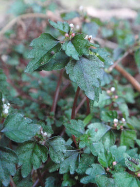 f:id:chuumeikun:20160719045726j:plain