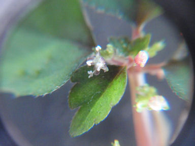 f:id:chuumeikun:20160719045746j:plain