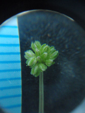 f:id:chuumeikun:20160719045806j:plain