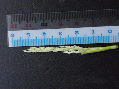 f:id:chuumeikun:20160719045846j:plain