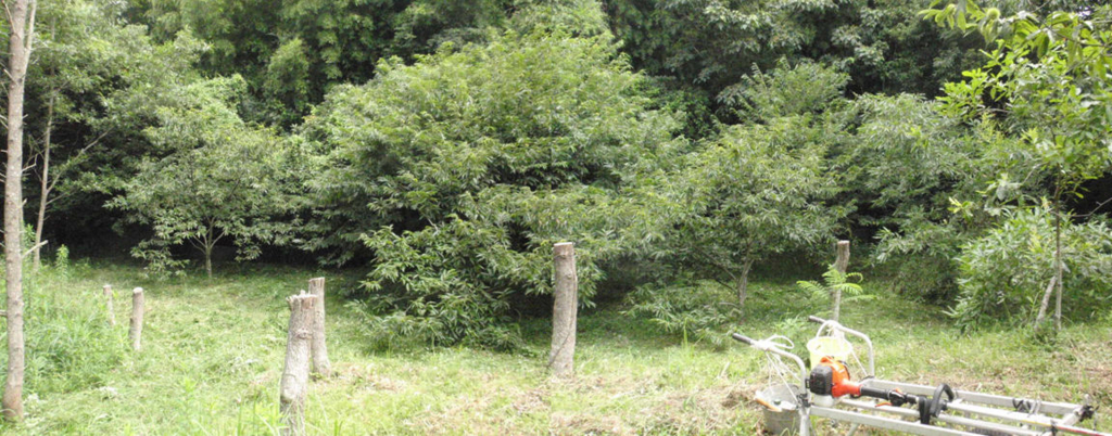 f:id:chuumeikun:20160719045913j:plain