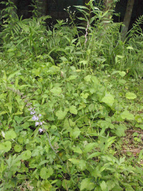 f:id:chuumeikun:20160719045933j:plain