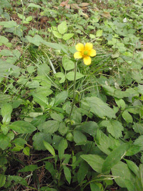 f:id:chuumeikun:20160719045958j:plain