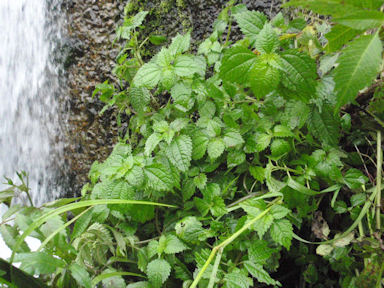 f:id:chuumeikun:20160719050944j:plain