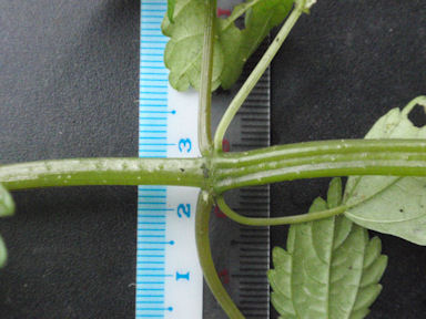 f:id:chuumeikun:20160719051001j:plain