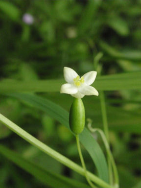 f:id:chuumeikun:20160721010720j:plain f:id:chuumeikun:20160721010720j:plain