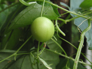 f:id:chuumeikun:20160721010735j:plain f:id:chuumeikun:20160721010735j:plain