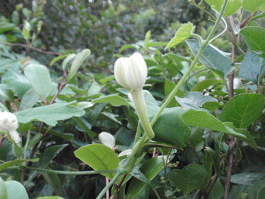 f:id:chuumeikun:20160721010939j:plain f:id:chuumeikun:20160721010939j:plain