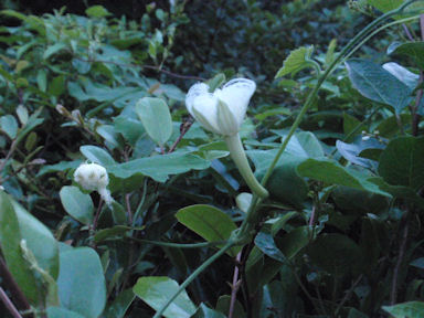 f:id:chuumeikun:20160721010954j:plain f:id:chuumeikun:20160721010954j:plain