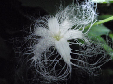 f:id:chuumeikun:20160721011026j:plain f:id:chuumeikun:20160721011026j:plain