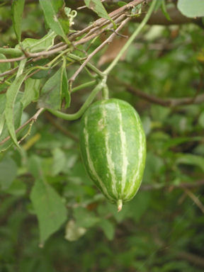 f:id:chuumeikun:20160721011101j:plain f:id:chuumeikun:20160721011101j:plain