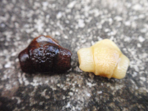 f:id:chuumeikun:20160721011212j:plain f:id:chuumeikun:20160721011212j:plain