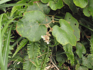 f:id:chuumeikun:20160721011317j:plain f:id:chuumeikun:20160721011317j:plain