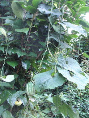 f:id:chuumeikun:20160722052311j:plain f:id:chuumeikun:20160722052311j:plain