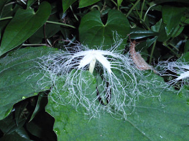 f:id:chuumeikun:20160722052324j:plain f:id:chuumeikun:20160722052324j:plain