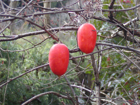 f:id:chuumeikun:20160722052346j:plain f:id:chuumeikun:20160722052346j:plain