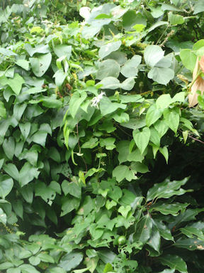 f:id:chuumeikun:20160722052401j:plain f:id:chuumeikun:20160722052401j:plain