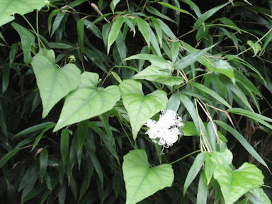 f:id:chuumeikun:20160722052413j:plain f:id:chuumeikun:20160722052413j:plain