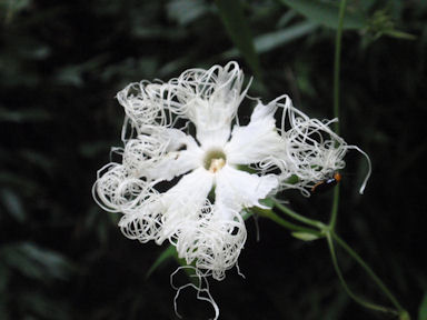 f:id:chuumeikun:20160722052424j:plain f:id:chuumeikun:20160722052424j:plain