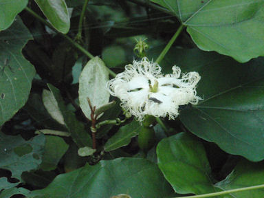 f:id:chuumeikun:20160722052446j:plain f:id:chuumeikun:20160722052446j:plain