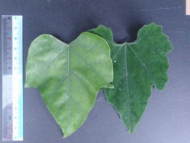 f:id:chuumeikun:20160722052503j:plain f:id:chuumeikun:20160722052503j:plain