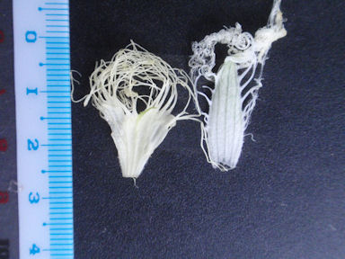 f:id:chuumeikun:20160722052518j:plain f:id:chuumeikun:20160722052518j:plain