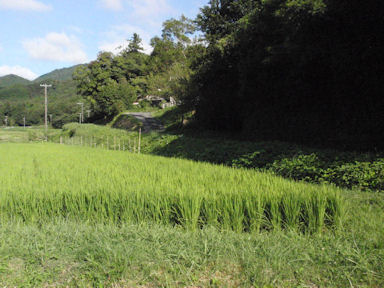 f:id:chuumeikun:20160722052602j:plain f:id:chuumeikun:20160722052602j:plain