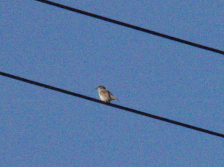 f:id:chuumeikun:20160722052618j:plain f:id:chuumeikun:20160722052618j:plain