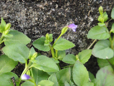 f:id:chuumeikun:20160725040507j:plain f:id:chuumeikun:20160725040507j:plain