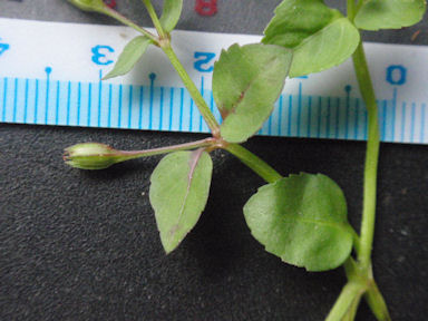 f:id:chuumeikun:20160725040530j:plain f:id:chuumeikun:20160725040530j:plain