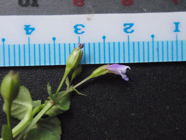 f:id:chuumeikun:20160725040551j:plain f:id:chuumeikun:20160725040551j:plain