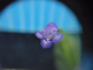 f:id:chuumeikun:20160725040612j:plain f:id:chuumeikun:20160725040612j:plain