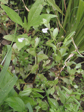 f:id:chuumeikun:20160725040714j:plain f:id:chuumeikun:20160725040714j:plain