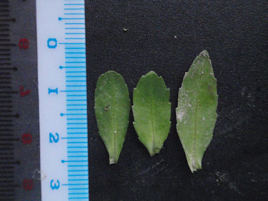 f:id:chuumeikun:20160725040740j:plain f:id:chuumeikun:20160725040740j:plain