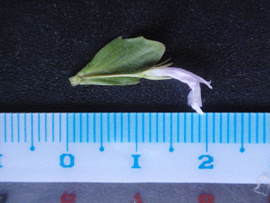 f:id:chuumeikun:20160725040832j:plain f:id:chuumeikun:20160725040832j:plain