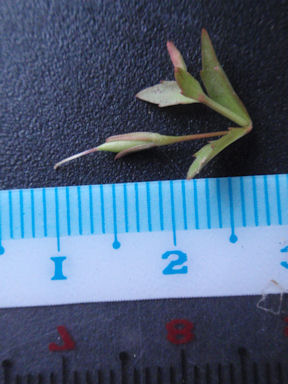 f:id:chuumeikun:20160725040855j:plain f:id:chuumeikun:20160725040855j:plain