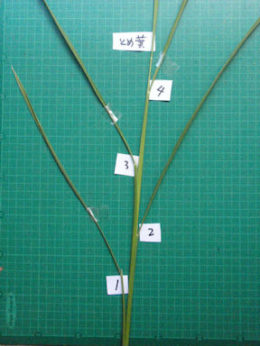 f:id:chuumeikun:20160725040915j:plain f:id:chuumeikun:20160725040915j:plain