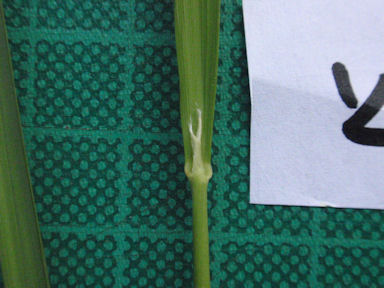 f:id:chuumeikun:20160725040936j:plain f:id:chuumeikun:20160725040936j:plain