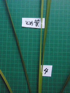 f:id:chuumeikun:20160725040957j:plain f:id:chuumeikun:20160725040957j:plain