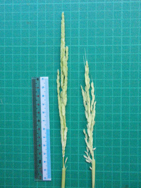 f:id:chuumeikun:20160725041017j:plain f:id:chuumeikun:20160725041017j:plain