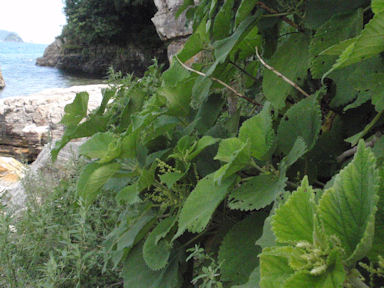 f:id:chuumeikun:20160730043825j:plain f:id:chuumeikun:20160730043825j:plain