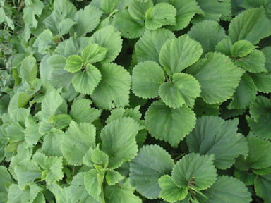 f:id:chuumeikun:20160730043843j:plain f:id:chuumeikun:20160730043843j:plain